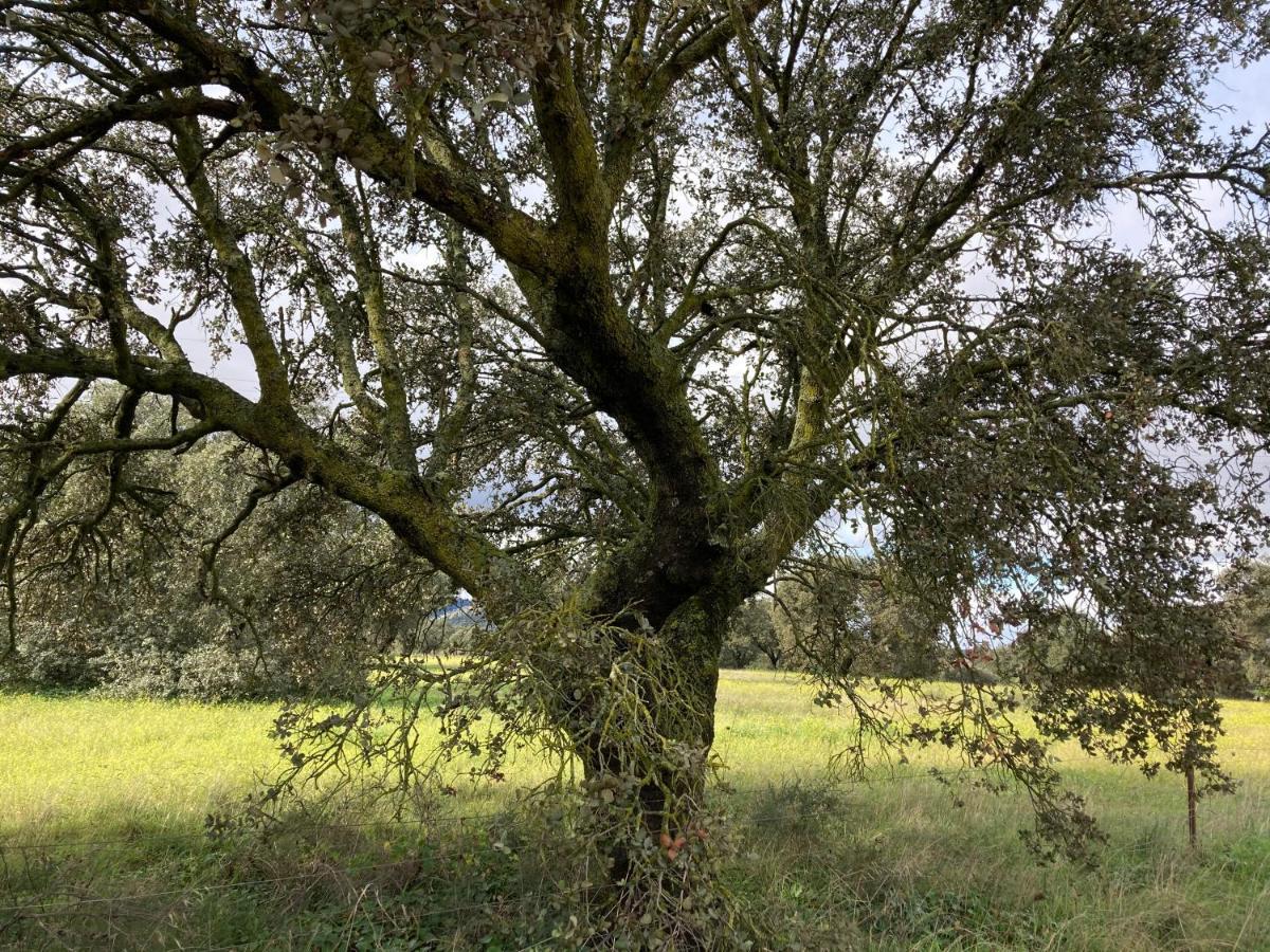 Casa Rural La Coscoja Μέριδα Εξωτερικό φωτογραφία